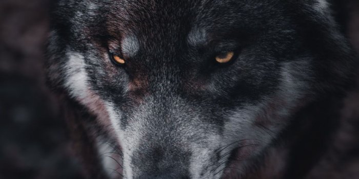 1000x1500 Wolf Wallpapers: Free HD Download [500+ HQ] | Unsplash