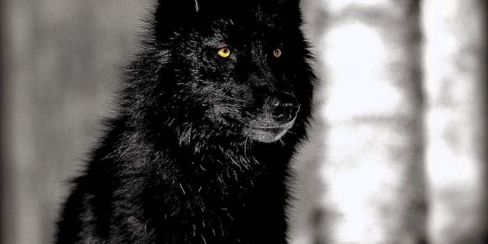 1574x1180 Free HD Wallpapers Of Black Wolf - Wolf-Wallpapers.Pro