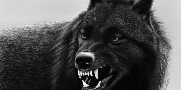 3000x2203 Black Wolf HD Wallpapers