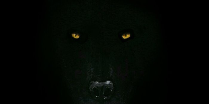 2304x4096 Black Wolf Wallpaper #M7WF2V3 Picserio - Picserio.com