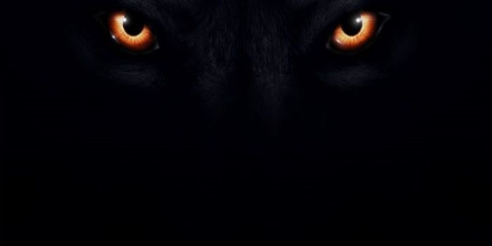 744x1392 wolf picture with black background | Black And White Wolf Wallpaper Desktop  Desktop hd Black Wolf Pictures | Wolf wallpaper, Wolf eyes, Scary eyes