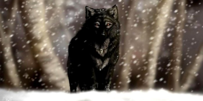 1270x721 Black Wolf In Snow Wallpapers | Mega Wallpapers
