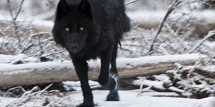 2560x1440 Black Wolf Wallpapers Src Wolf Wallpapers For Ios - Black Wolf In Snow -  2560x1440 - Download HD Wallpaper - WallpaperTip