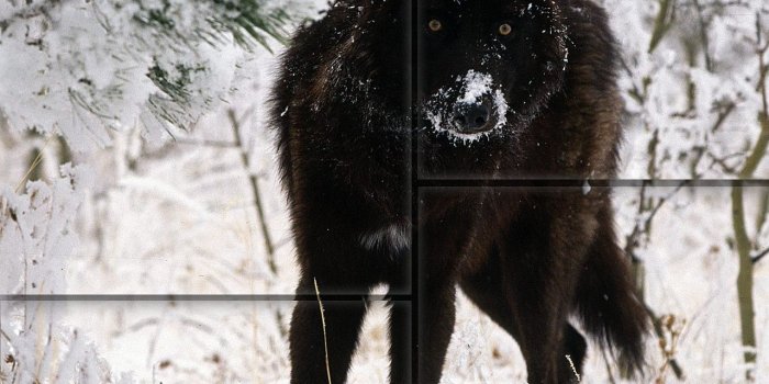 1280x1024 Wolf Wallpapers - Animal Spot