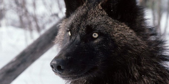1920x1080 Black wolf image wallpaper