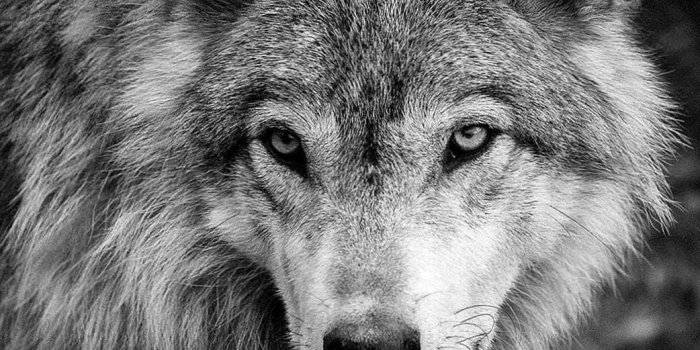 1042x758 Free Black White Wolf Wallpapers - Wolf-Wallpapers.Pro