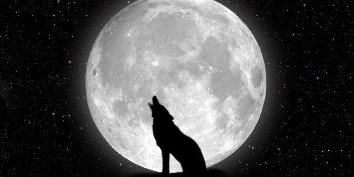 1600x900 Black Wolf Wallpapers High Quality Desktop Background