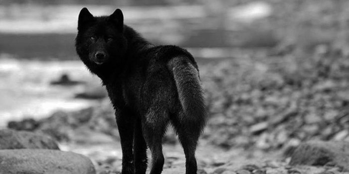 1292x768 Ultra Hd Black Wolf Wallpapers - 1292x768 Wallpaper - teahub.io