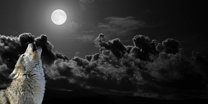 1920x1080 Cool Black Wolf Wallpaper - Moon Black Wolf (#2513143) - HD Wallpaper &  Backgrounds Download