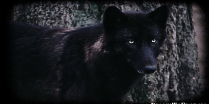 1280x720 Black Wolf Wallpapers posted by Sarah Sellers
