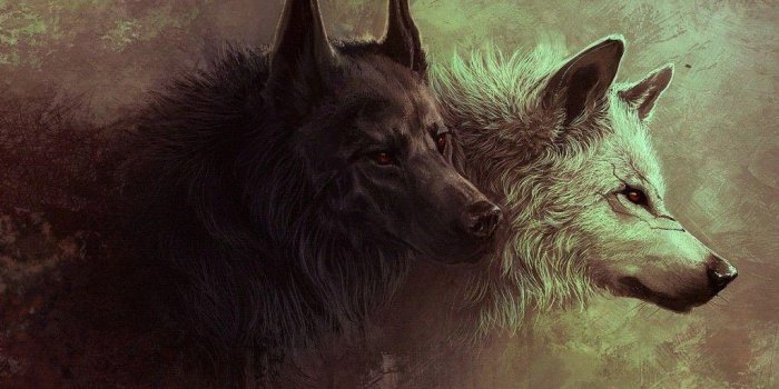 1024x768 Black Wolf Wallpapers