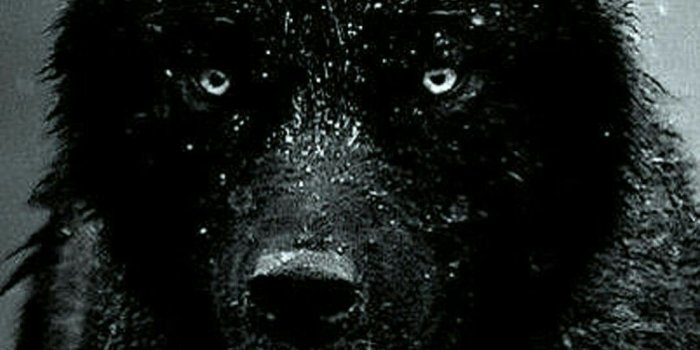 1080x1920 Epic Wolf Hd Wallpapers » Hupages » Download Iphone Wallpapers | Iphone wallpaper  wolf, Black wolf, Wolf wallpaper