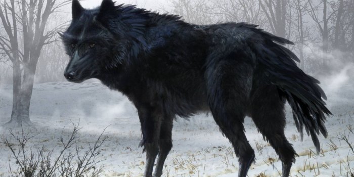 1920x1080 Wallpaper's Collection: «Black Wolf Wallpapers»
