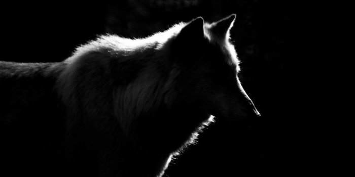 1920x1200 Lone Black Wolf Wallpapers - Top Free Lone Black Wolf Backgrounds -  WallpaperAccess