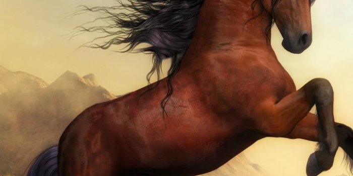 720x1280 Horse Wallpapers for Android - APK Download