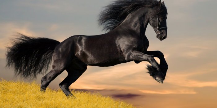 1366x768 Wallpaper's Collection: «Horses Wallpapers»