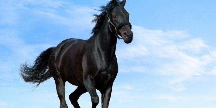1920x1440 Beautiful-Black-Horse-Desktop-Wallpaper.jpg (1920×1440) | Horse wallpaper,  Horses, Horse background