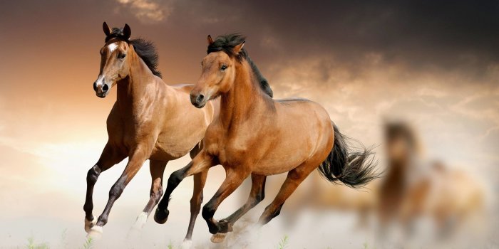 2880x1800 Wallpaper Horse (70+ pictures)