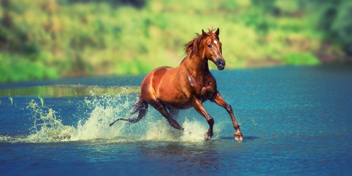 3840x2160 Wallpaper 4k Running Horse In Water 4k animals wallpapers, horse wallpapers