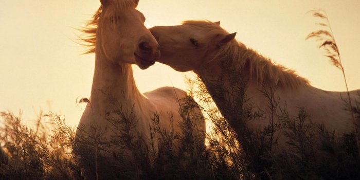 1280x800 Wallpaper's Collection: «Horses Wallpapers»