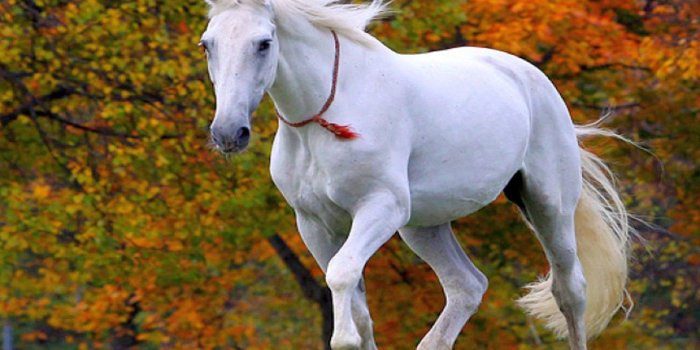 1920x1200 White Horse Wallpapers - Top Free White Horse Backgrounds - WallpaperAccess