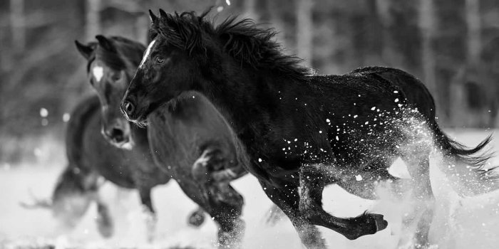 1344x896 HORSE PRINT | GOALS |