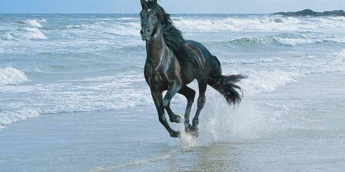 1024x768 Friesian Horse Wallpapers