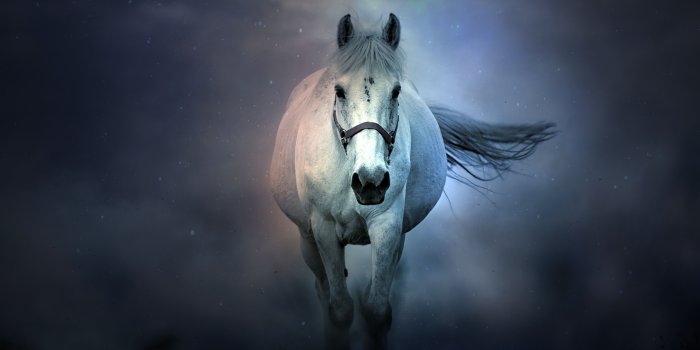 7680x4320 1 White horse HD Wallpapers & Backgrounds