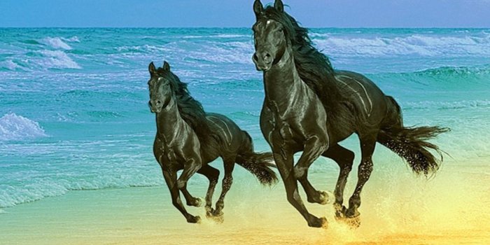 1600x1200 More horse wallpapers! - Horses Wallpaper (15705243) - Fanpop