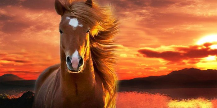 1440x900 Horse Wallpapers for Android - APK Download