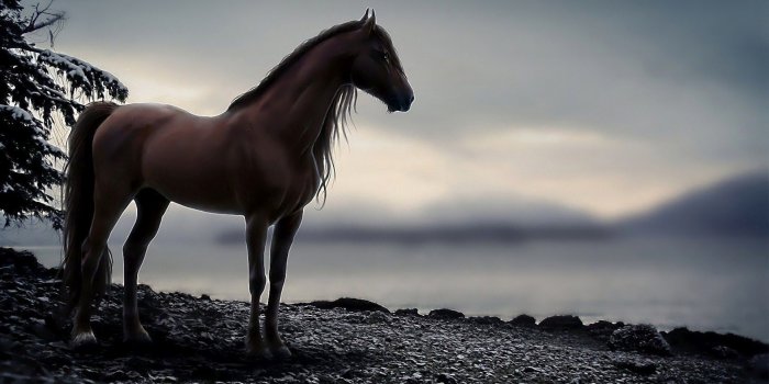1920x1200 Horse Pics for Background (57+ pictures)