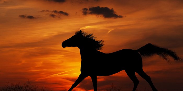 1920x1200 Horse Backgrounds wallpaper | 1920x1200 | #6530
