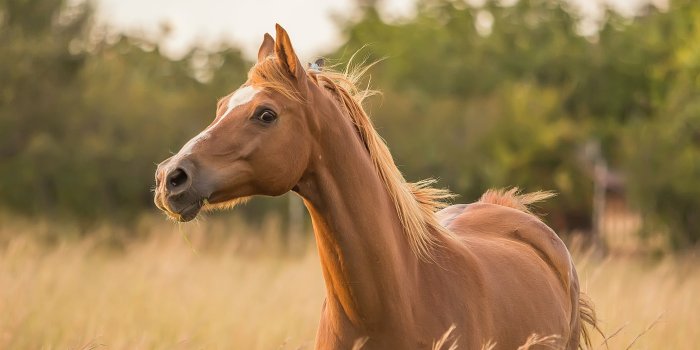 5184x3456 Horse Wallpapers: Free HD Download [500+ HQ] | Unsplash