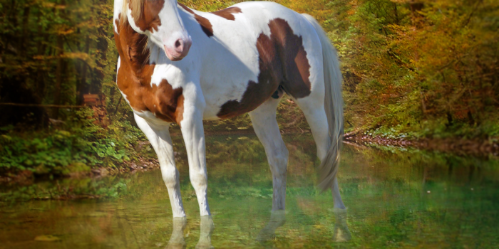 1255x968 Best 39+ Pinto Horse Wallpaper on HipWallpaper | Pinto Bean Wallpaper,  Pinto Background and Palomino Pinto Wallpaper
