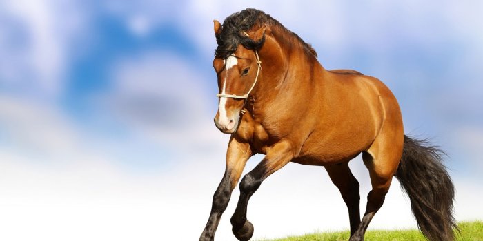 2048x1536 46+] Christmas Horses Wallpaper for Computer on WallpaperSafari