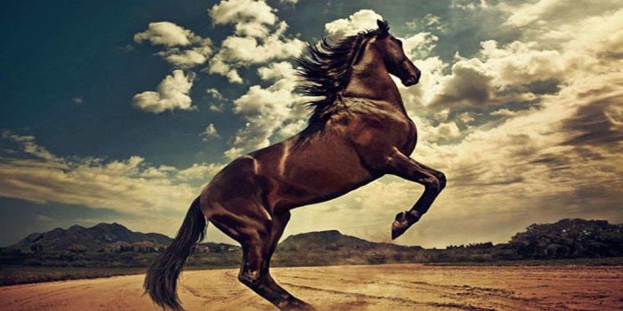 1024x768 Horse Wallpaper Hd posted by Sarah Mercado