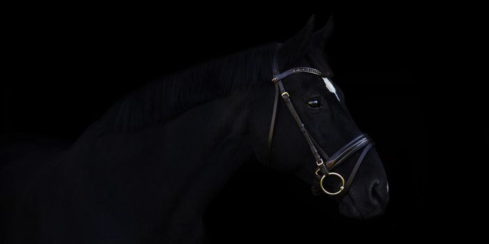 2560x1445 Dark Horse, HD Animals, 4k Wallpapers, Images, Backgrounds, Photos and  Pictures