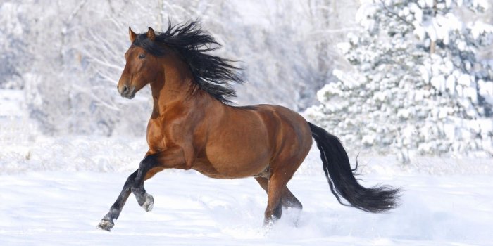 1600x1000 100 Beautiful Horse Wallpapers 2019 - Cameeron Web