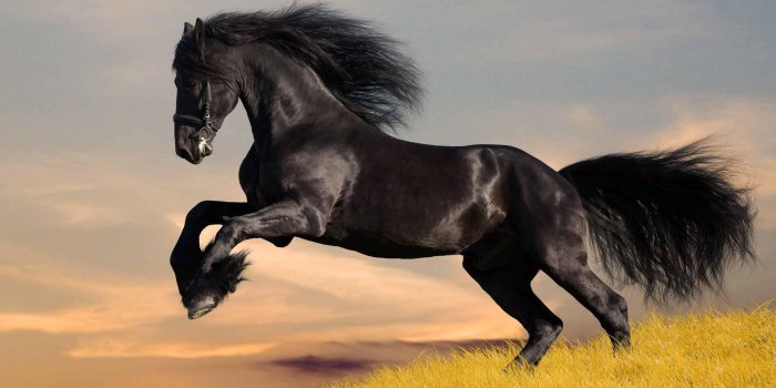 2560x1600 23 Beautiful HD Horse Wallpapers