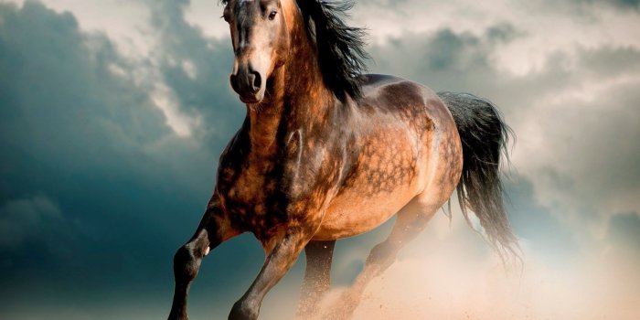 1920x1440 Mustang Horse Wallpapers - Top Free Mustang Horse Backgrounds -  WallpaperAccess