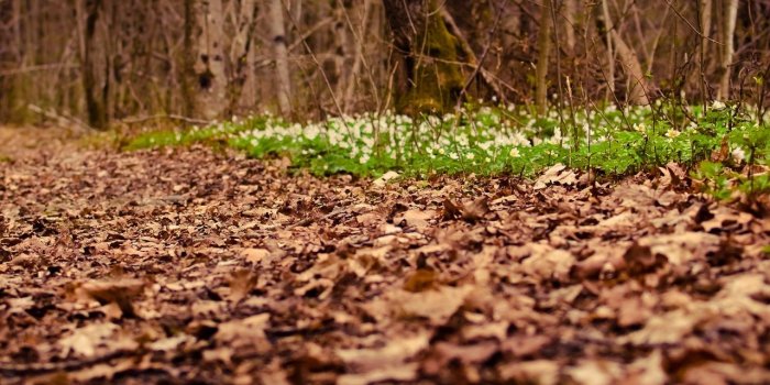 1280x804 Leaves on the ground wallpapers | Leaves on the ground stock photos