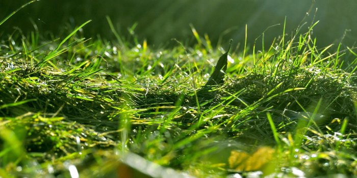 2560x1600 Download Wallpapers, Download 2560x1600 grass ground 2560x1600 wallpaper  Miscellaneous HD Wallpaper,Hi Res Miscellaneous Wallpaper,High Definition  Wallpapers