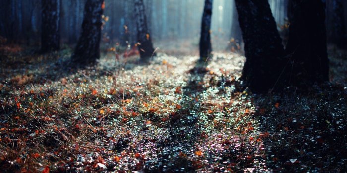 2560x1600 Forest Ground Wallpapers - Top Free Forest Ground Backgrounds -  WallpaperAccess