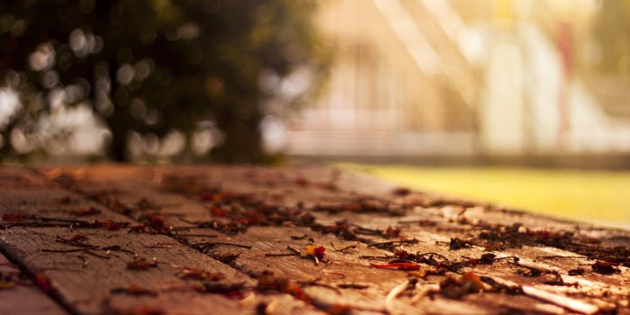 1920x1200 sunlight, depth of field, ground :: Wallpapers