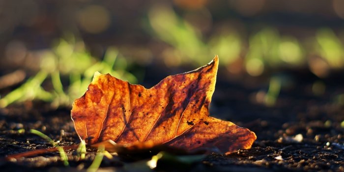 2560x1600 Autumn leaf on the ground wallpaper - Photography wallpapers - #34018