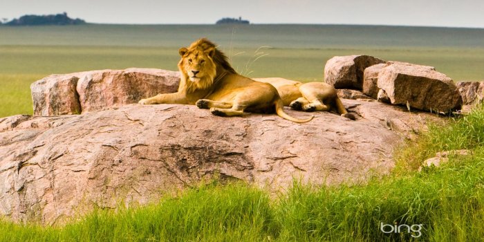 1920x1200 Download wallpaper: lion wallpaper, download photo, lion lies on ground,  wallpapers for desktop