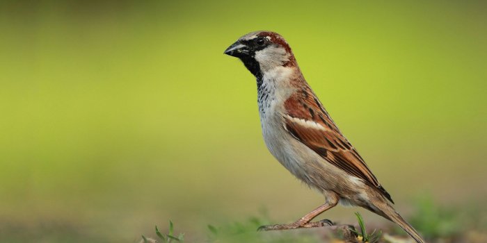 1920x1200 Sparrow on the ground wallpaper - Animal wallpapers - #51226