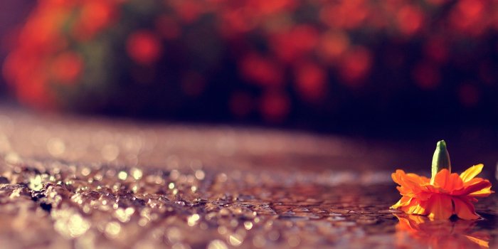 1920x1200 Download Wallpapers, Download 1920x1200 flowers macro ground Wallpaper  –Free Wallpapers Download