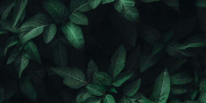 1026x1824 Dark Green Leaves Wallpapers - Top Free Dark Green Leaves Backgrounds -  WallpaperAccess