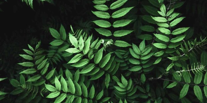 1242x2208 IPhone 8 Wallpaper | Green leaf wallpaper, Plant wallpaper, Fern wallpaper